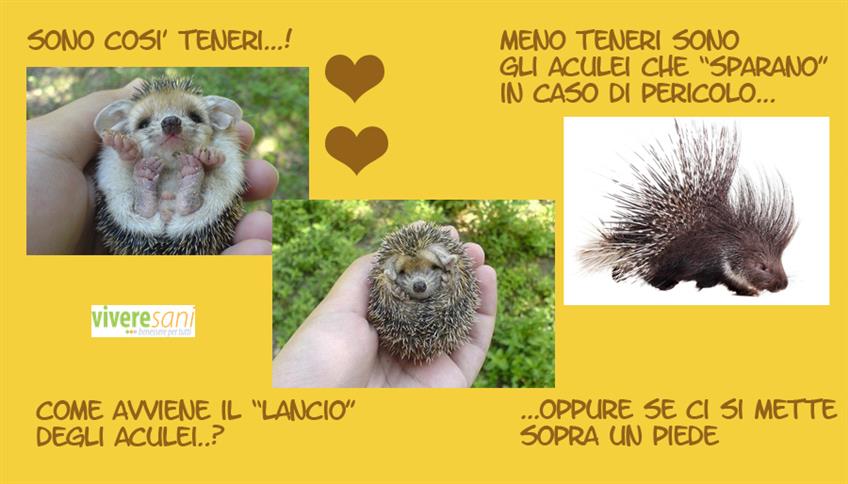 Istrice: mammifero dal ciuffo pungente Istrice: mammifero dal ciuffo pungente